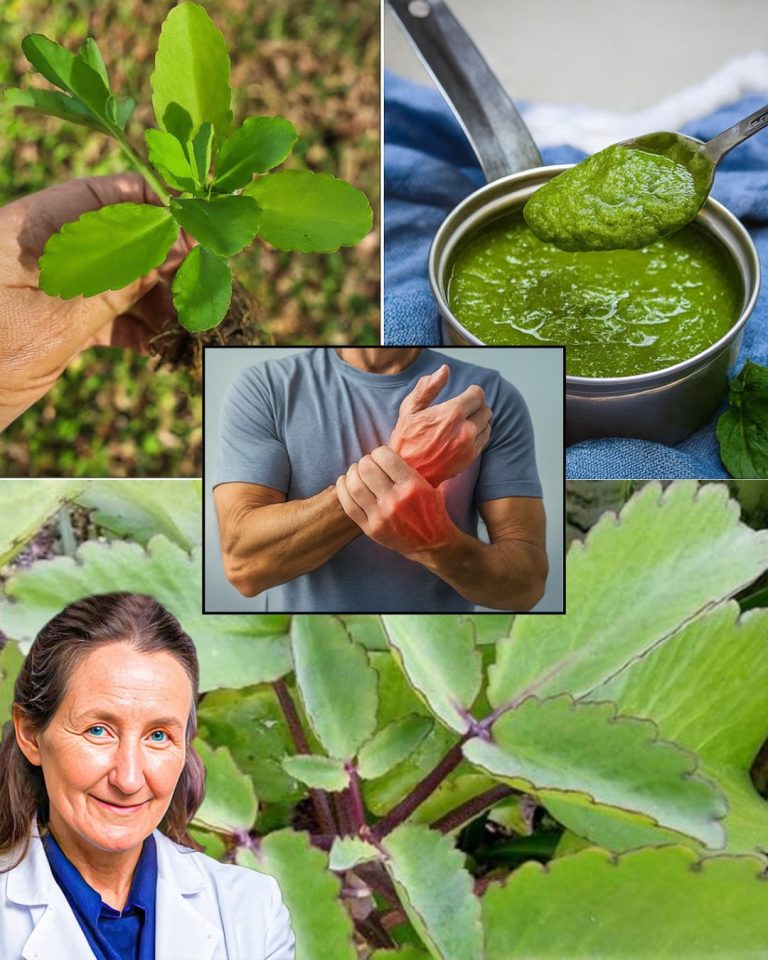 524586239 727870103559774 1440115040540337962 N