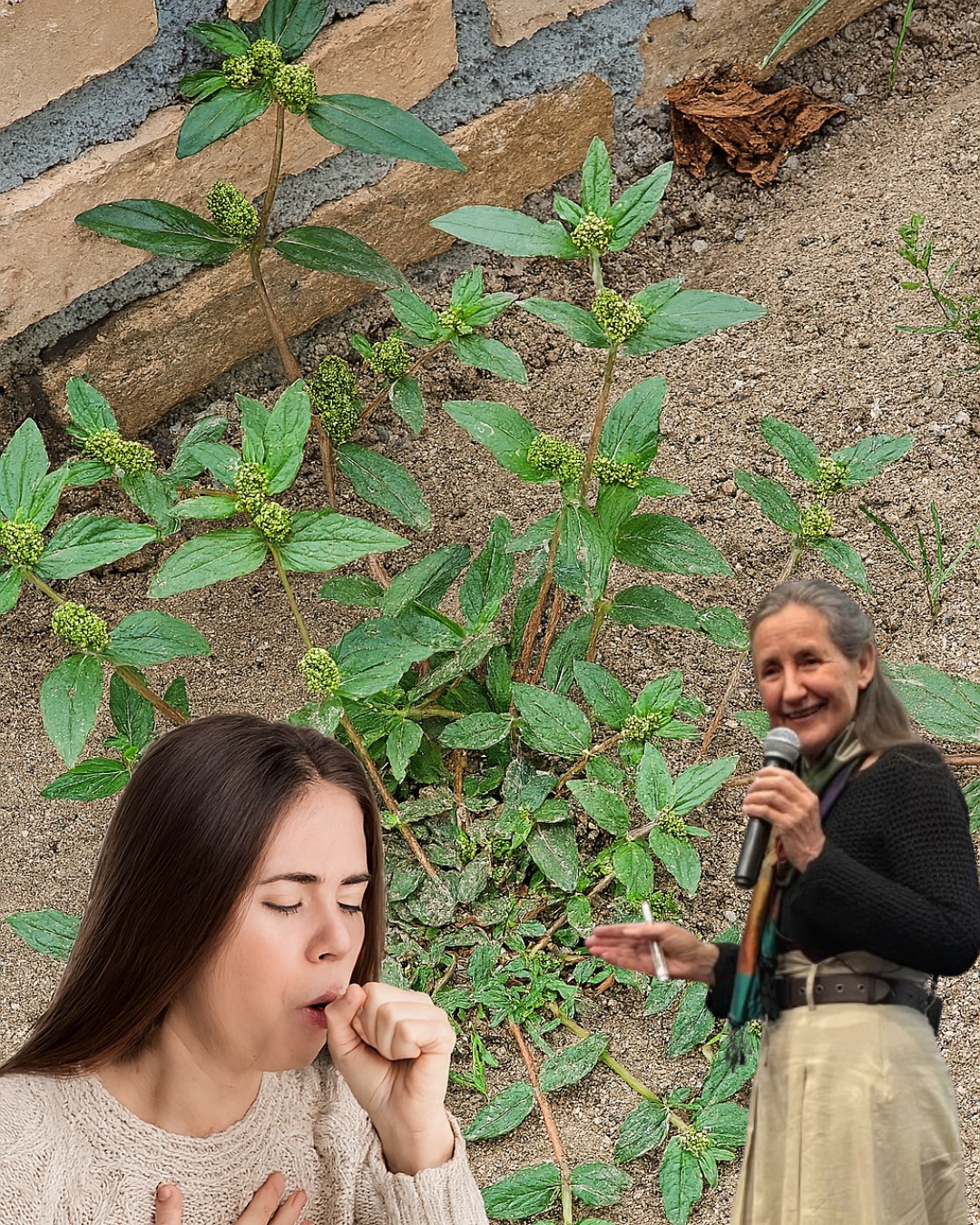 528560678 736445416035576 2971652320989904488 N