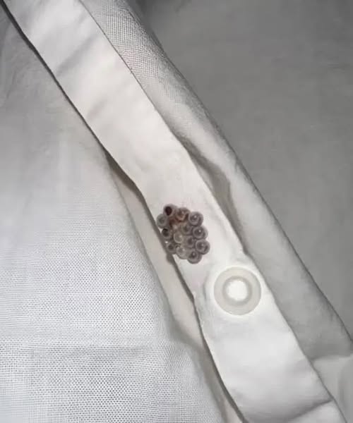 571210437 792422670433295 7920327872142205271 N